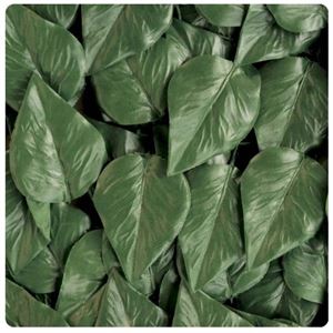 SIEPE FACILE LAURUS MT.1,5X3      SIE09